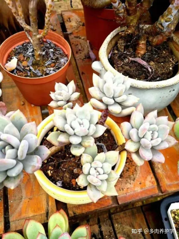 植物多肉怎么养殖视频,如何养殖多肉植物?