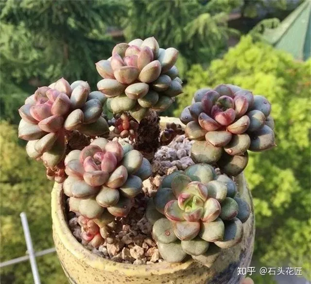 如何让多肉枝干长的粗壮,高手养多肉,记住“4个口诀”,叶子厚、枝干粗,半年养爆盆