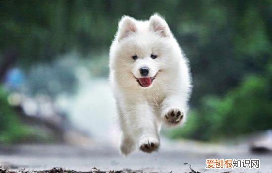 萨摩耶总是叫怎么办 萨摩耶老是叫怎么办
