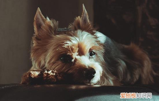 小狗频繁伸懒腰是怎么了 狗狗伸懒腰频繁怎么办