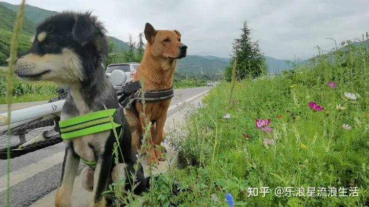 土狗与宠物狗有什么区别图片对比，土狗和宠物狗有什么实际上的区别？