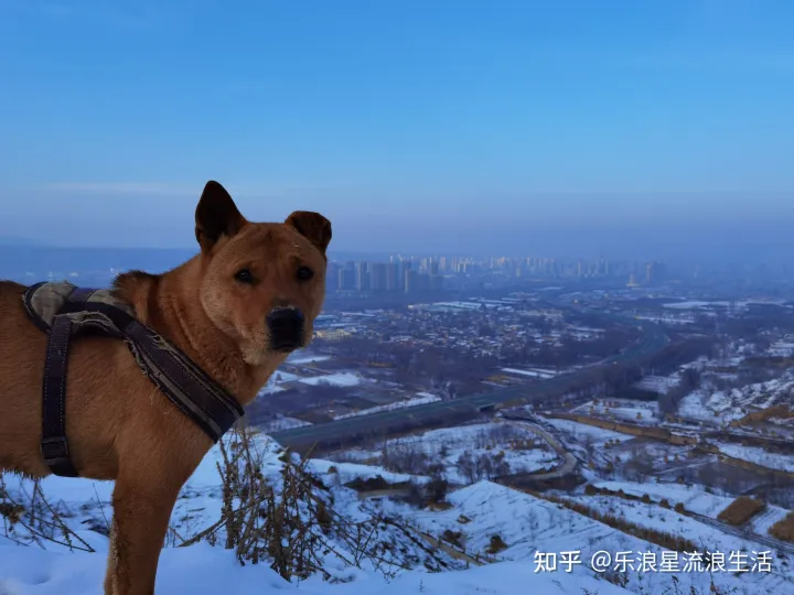 土狗与宠物狗有什么区别图片对比，土狗和宠物狗有什么实际上的区别？