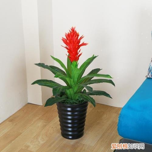 盆栽的鸿运当头怎样养护，鸿运当头养护方法，简简单单照着做，长势喜人开花红艳