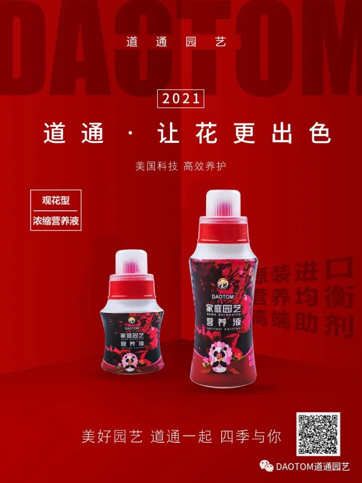 鸿运当头花如何养，鸿运当头冬天怎么养？掌握这几点，叶翠花红好运来!