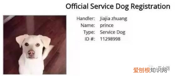 土狗跟宠物狗有啥区别，土狗和宠物狗有什么区别？为什么有的人就喜欢宠物狗讨厌土狗？
