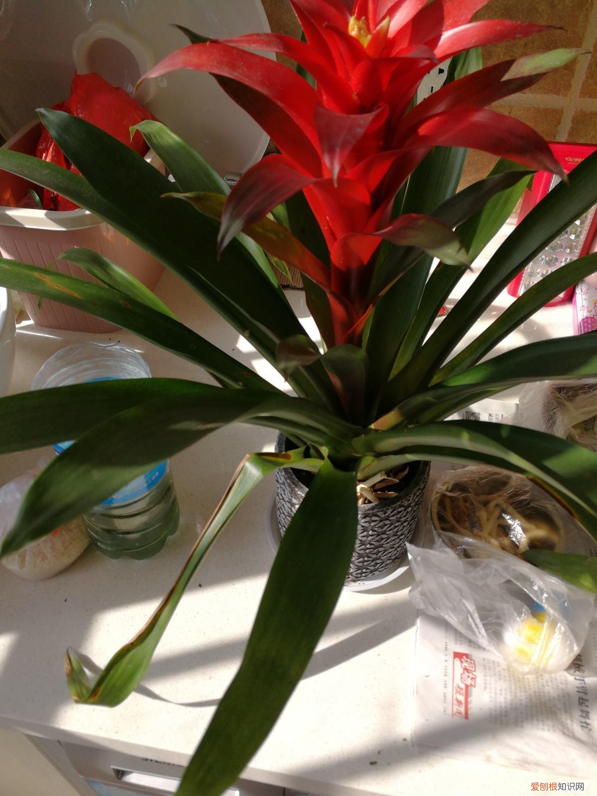 鸿运当头的红花怎么变绿了,鸿运当头这样养,花红叶绿,花期更久