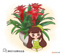 鸿运当头的红花怎么变绿了，鸿运当头这样养，花红叶绿，花期更久