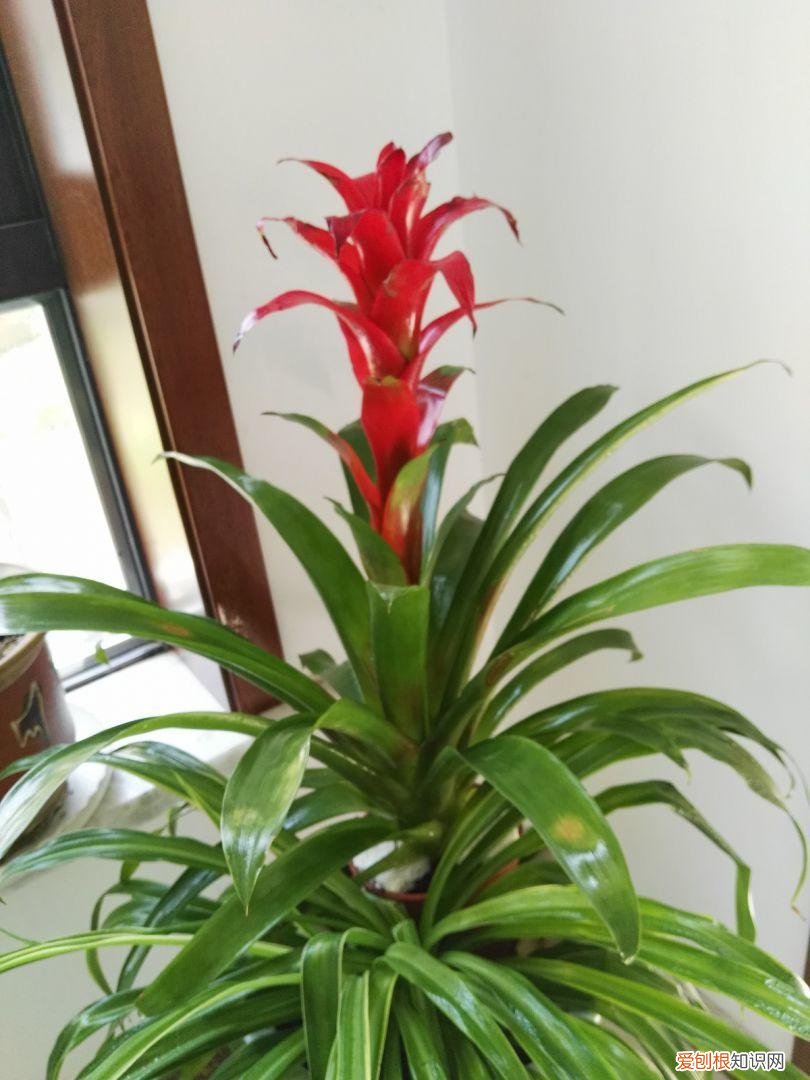 鸿运当头的红花怎么变绿了,鸿运当头这样养,花红叶绿,花期更久