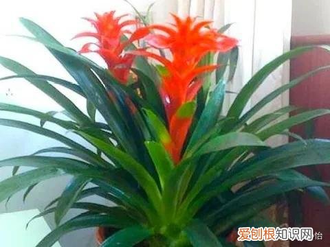 鸿运当头花怎样管理养护，鸿运当头怎么养护才能花叶更绿，花色更红，人见人爱