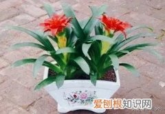 鸿运当头花怎样管理养护，鸿运当头怎么养护才能花叶更绿，花色更红，人见人爱