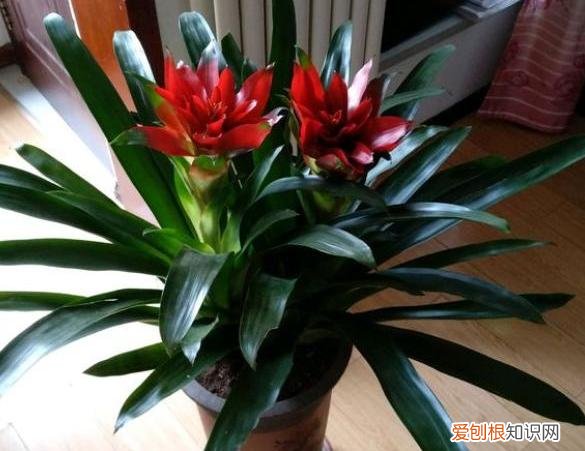 鸿运当头不好养，鸿运当头不会养？记住几点“小常识”，开花更鲜艳，轻松变多盆