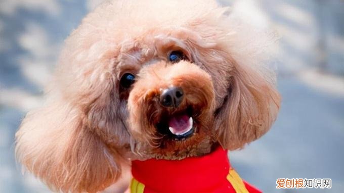 田园犬是不是宠物狗，“田园犬”跟“宠物狗”有什么区别？过来人告诉你，区别很大