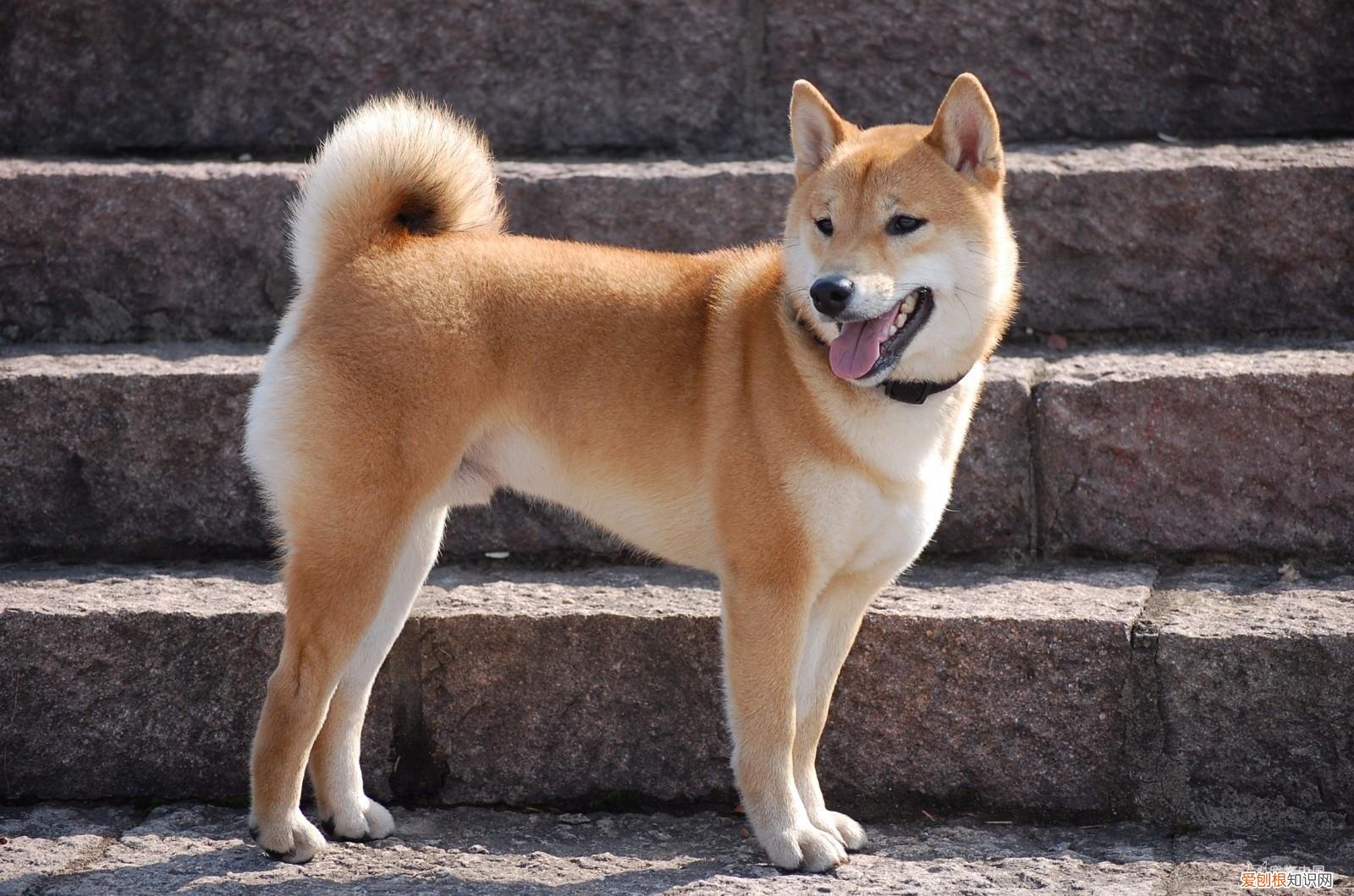 田园犬是不是宠物狗，“田园犬”跟“宠物狗”有什么区别？过来人告诉你，区别很大