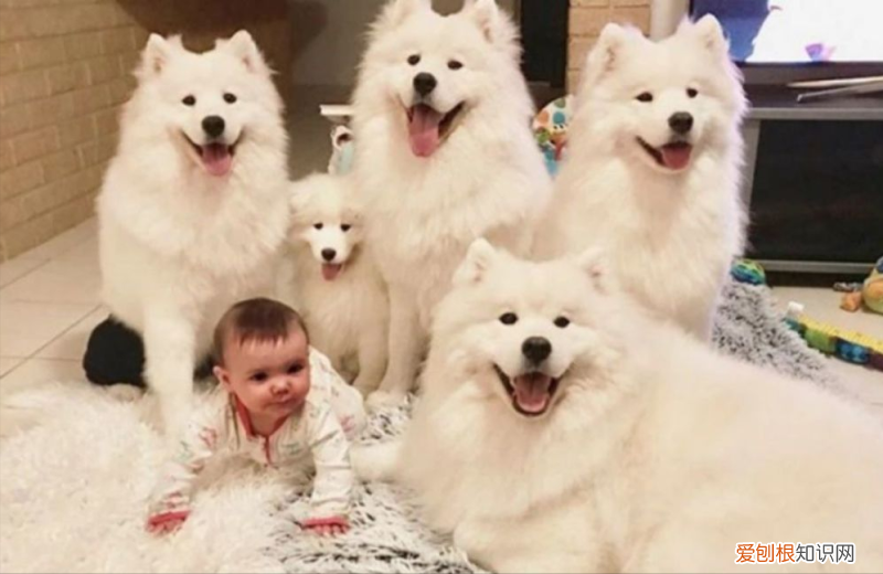 田园犬是不是宠物狗，“田园犬”跟“宠物狗”有什么区别？过来人告诉你，区别很大