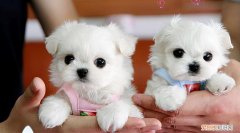 田园犬是不是宠物狗，“田园犬”跟“宠物狗”有什么区别？过来人告诉你，区别很大