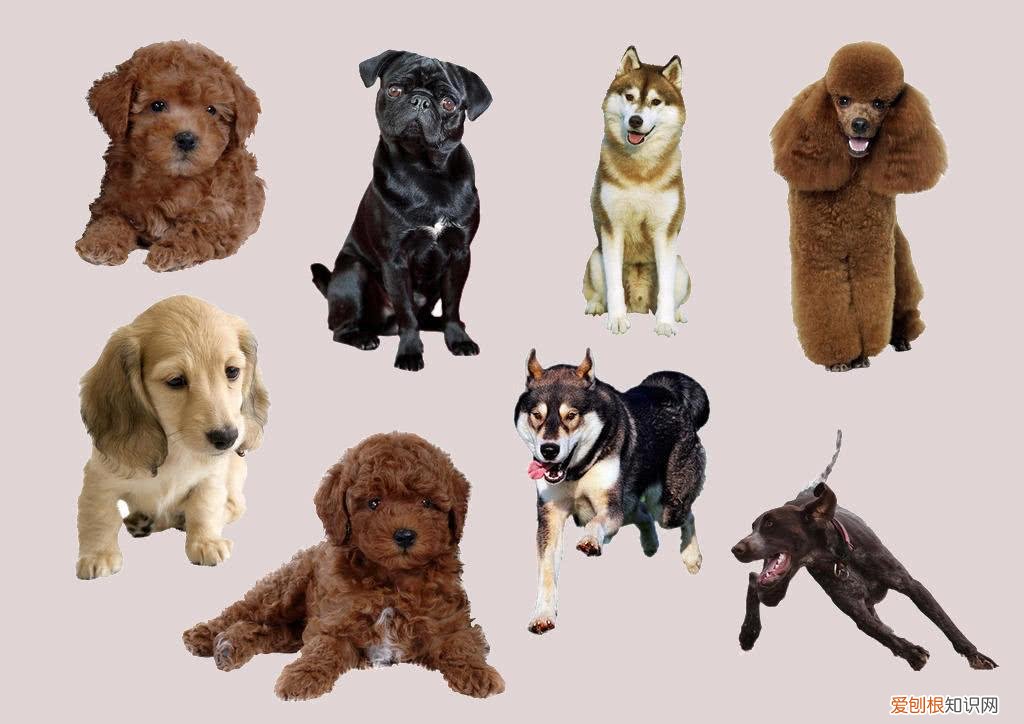 田园犬是不是宠物狗，“田园犬”跟“宠物狗”有什么区别？过来人告诉你，区别很大