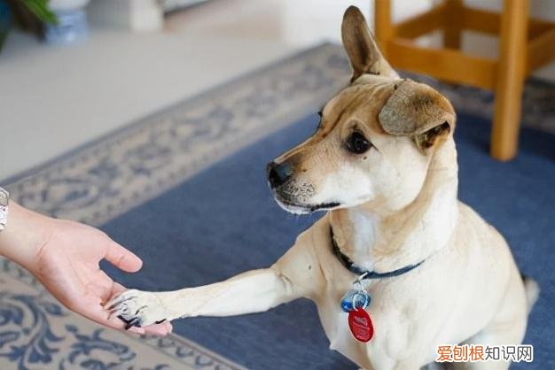 田园犬是不是宠物狗，“田园犬”跟“宠物狗”有什么区别？过来人告诉你，区别很大