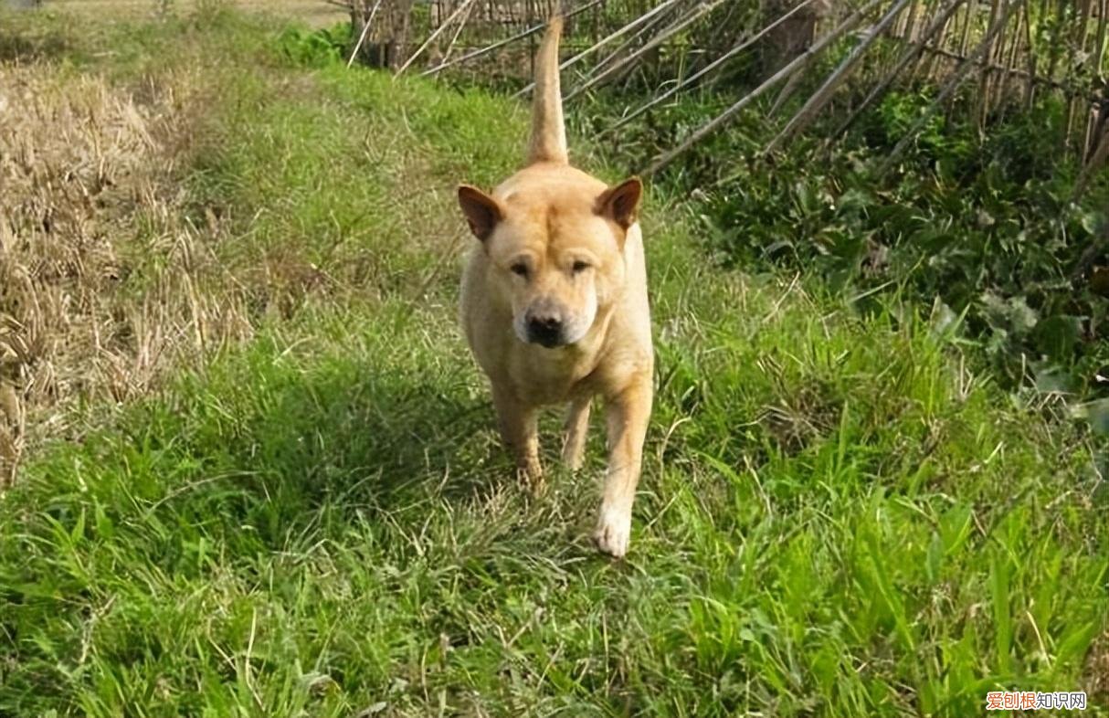 田园犬和宠物犬的区别,田园犬与宠物犬,有什么区别?