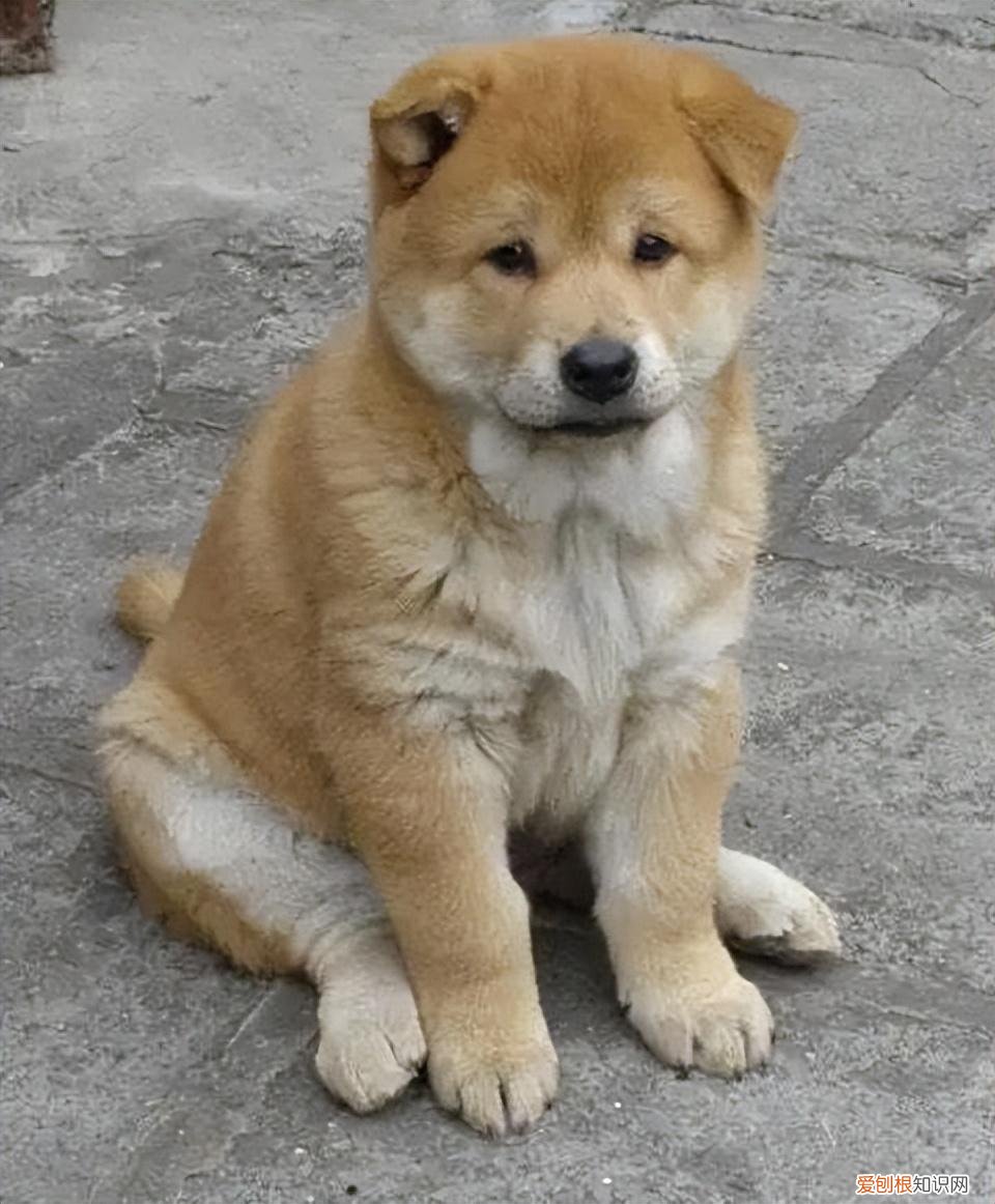 田园犬和宠物犬的区别,田园犬与宠物犬,有什么区别?