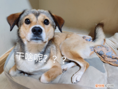 中华田园犬算是宠物狗吗，养“宠物狗”和“田园犬”的几点区别，太真实了