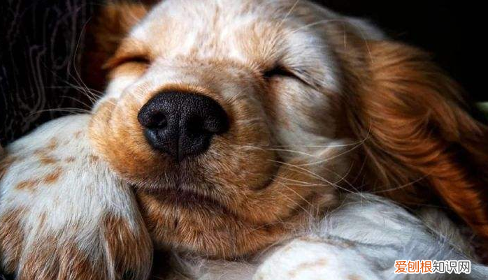 中华田园犬算是宠物狗吗，养“宠物狗”和“田园犬”的几点区别，太真实了