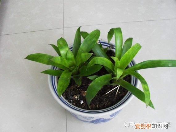 鸿运当头花是否就开一次，喜庆的“鸿运当头”，原来是一次性花卉，花谢就扔，别心疼