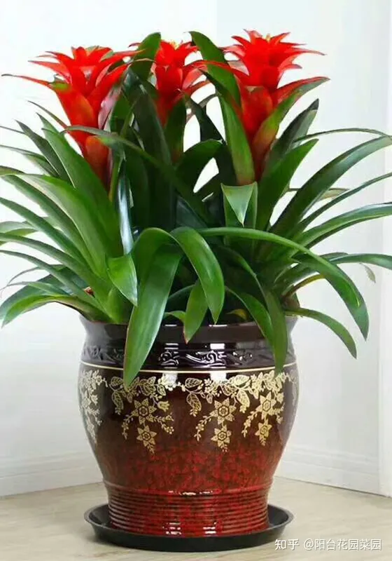 鸿运当头花是否就开一次，喜庆的“鸿运当头”，原来是一次性花卉，花谢就扔，别心疼