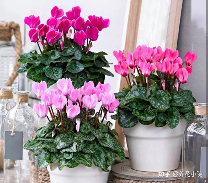 吉祥喜庆的花卉有哪些,5种“吉祥花”,春节期间养一盆,开花鲜艳又喜庆