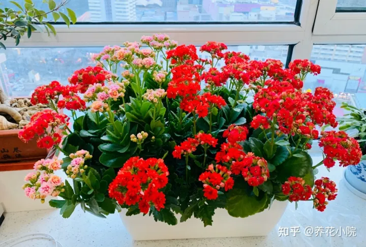 吉祥喜庆的花卉有哪些,5种“吉祥花”,春节期间养一盆,开花鲜艳又喜庆