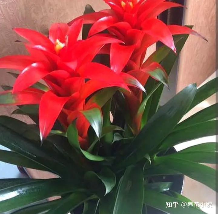 吉祥喜庆的花卉有哪些,5种“吉祥花”,春节期间养一盆,开花鲜艳又喜庆
