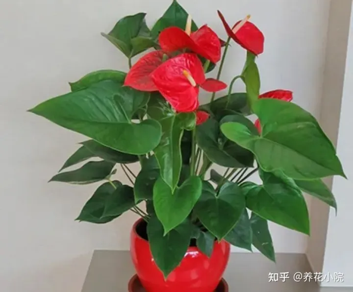 吉祥喜庆的花卉有哪些,5种“吉祥花”,春节期间养一盆,开花鲜艳又喜庆