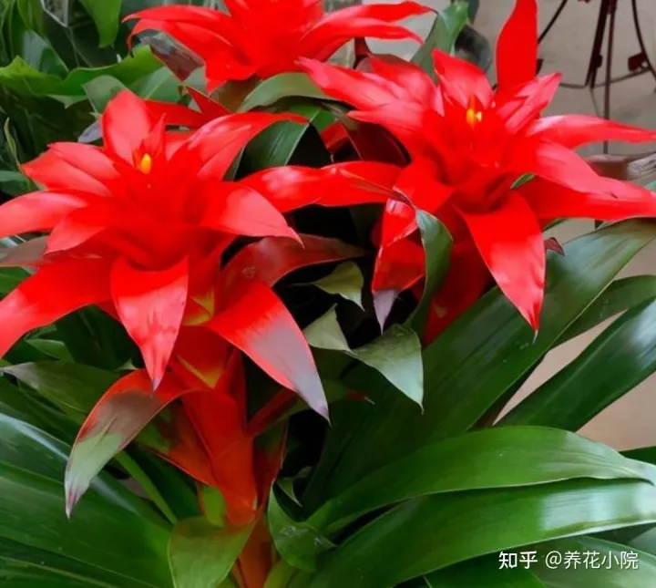 吉祥喜庆的花卉有哪些,5种“吉祥花”,春节期间养一盆,开花鲜艳又喜庆