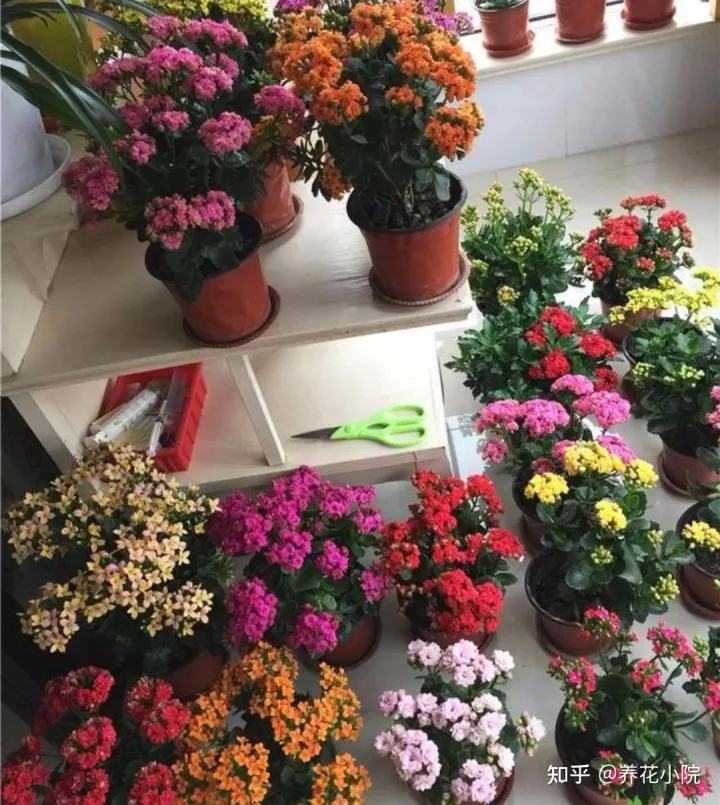 吉祥喜庆的花卉有哪些,5种“吉祥花”,春节期间养一盆,开花鲜艳又喜庆