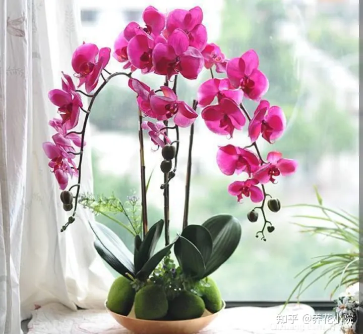 吉祥喜庆的花卉有哪些,5种“吉祥花”,春节期间养一盆,开花鲜艳又喜庆