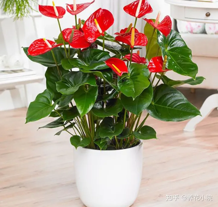 吉祥喜庆的花卉有哪些,5种“吉祥花”,春节期间养一盆,开花鲜艳又喜庆