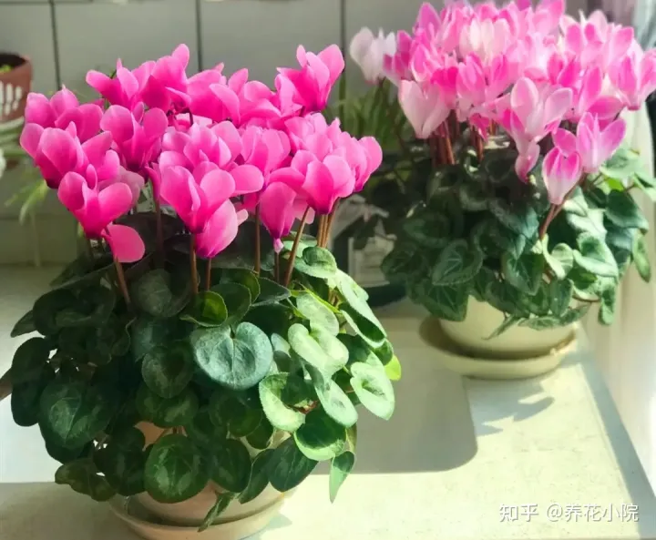 吉祥喜庆的花卉有哪些,5种“吉祥花”,春节期间养一盆,开花鲜艳又喜庆