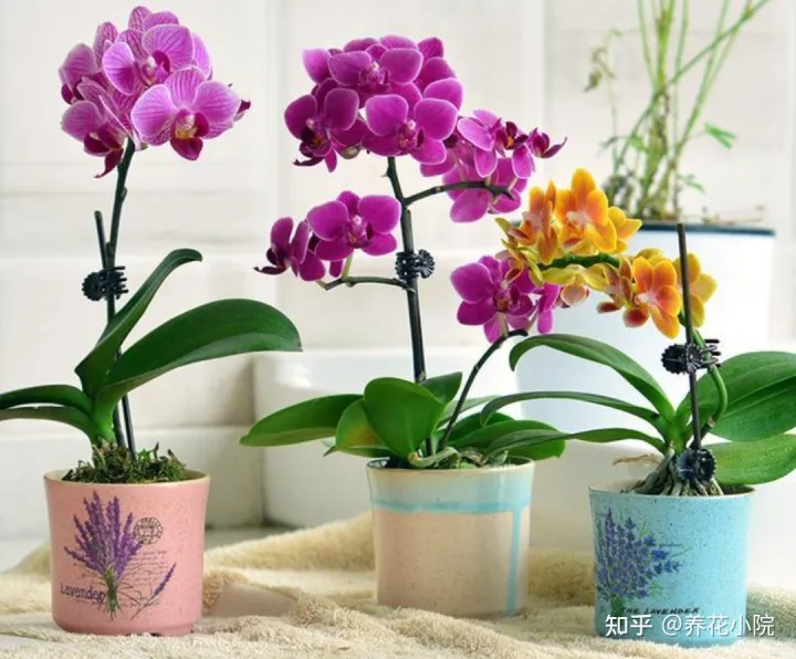 吉祥喜庆的花卉有哪些,5种“吉祥花”,春节期间养一盆,开花鲜艳又喜庆