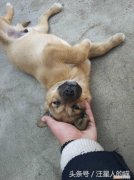 中华田园犬是宠物吗，这么多年，终于知道宠物狗和中华田园犬的区别在哪里了！土狗最好