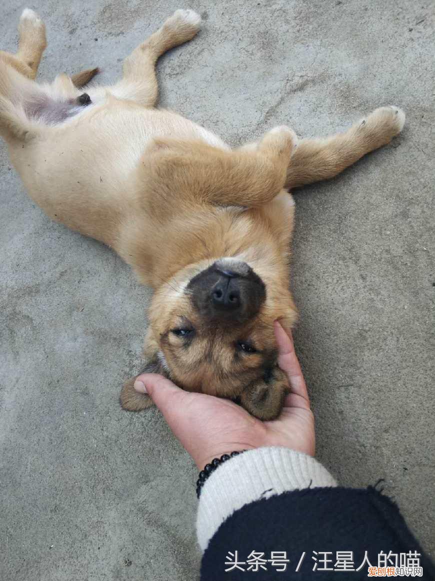 中华田园犬是宠物吗,这么多年,终于知道宠物狗和中华田园犬的区别在哪里了!土狗最好