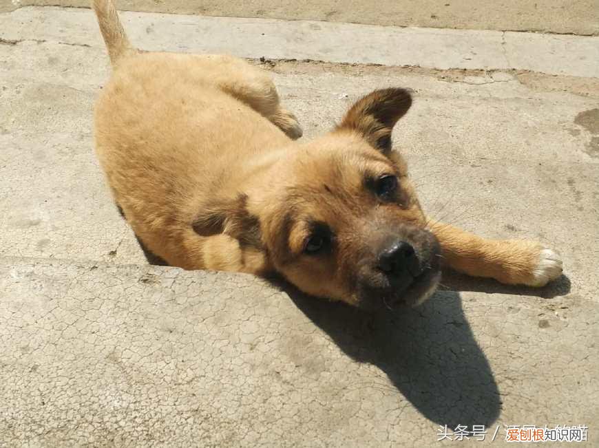 中华田园犬是宠物吗,这么多年,终于知道宠物狗和中华田园犬的区别在哪里了!土狗最好