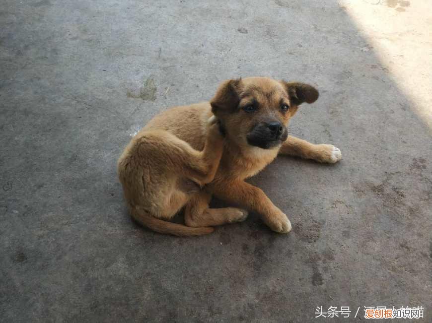 中华田园犬是宠物吗,这么多年,终于知道宠物狗和中华田园犬的区别在哪里了!土狗最好