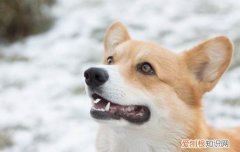 秋田小狗需注意什么 秋田犬饲养注意事项