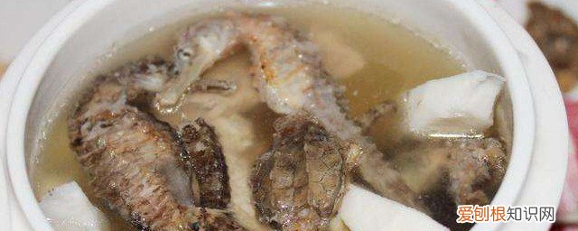海马不能吃 海马食用方法和禁忌