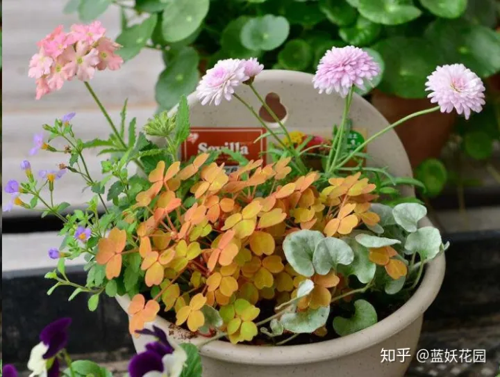 怎样才能种好盆栽,有哪些盆栽种植技巧?