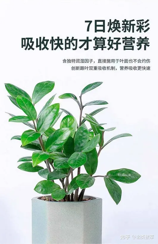 养盆栽需要注意什么,盆栽的养护技巧有哪些?