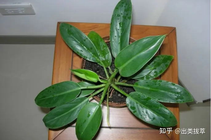 养盆栽需要注意什么,盆栽的养护技巧有哪些?