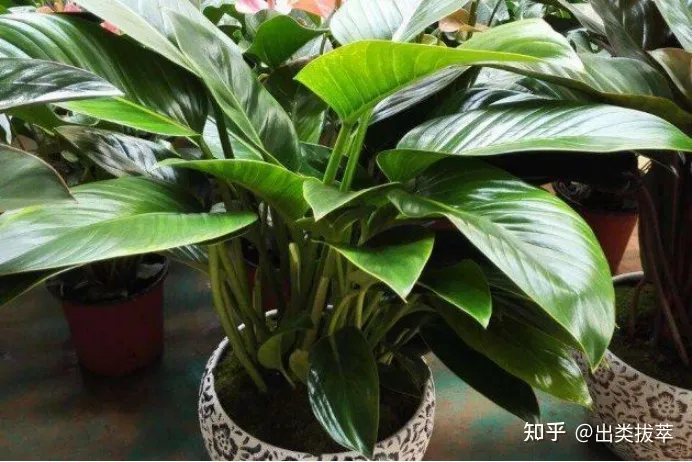 养盆栽需要注意什么,盆栽的养护技巧有哪些?