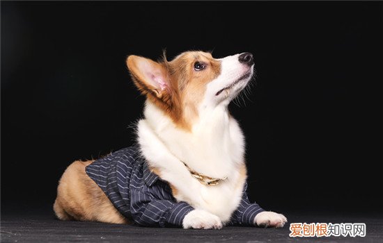 日本柴犬怎么样养好 日本柴犬怎么样养