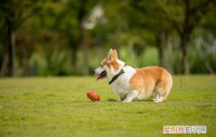 怎么训练狗狗上厕所大小便，狗狗该怎么训练大小便