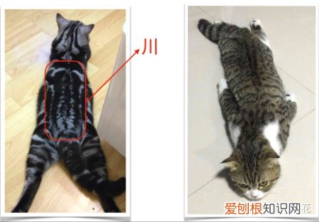 狸花猫和美短区别,如何区分“狸花猫”和“美短猫”?学会看这几点,就不会被骗了